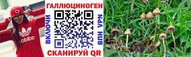 Псилоцибиновые грибы мухоморы  MEGA маркетплейс  Усть-Джегута  наркотики 